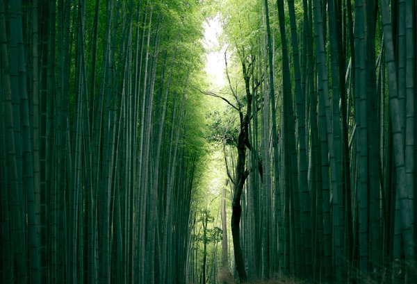 Quels sont les meilleurs itinéraires pour une randonnée dans les forêts de bambou d'Arashiyama, Japon?
